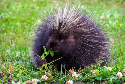 11 Prickly Facts About Porcupines Mental Floss