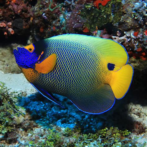 Blueface Angelfish Fish And Coral Store