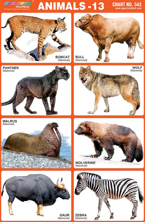 Spectrum Educational Charts: Chart 543 - Animals 13