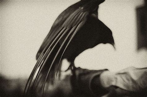 Turkey Vulture Anna Daza Hegre Photography Black And White