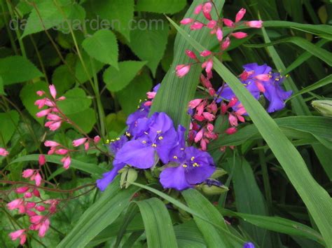 Plantfiles Pictures Tradescantia Spiderwort Virginia Spiderwort