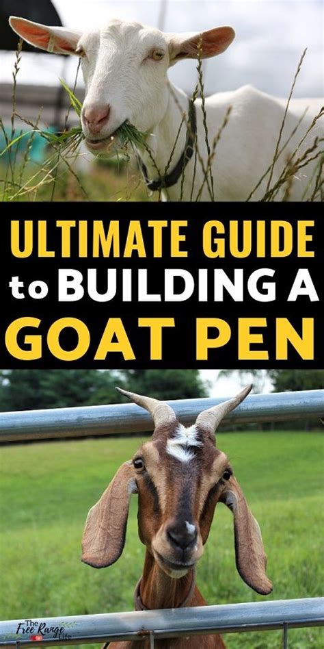 Raising Goats For Beginners Are You Ready To Bring Goats Home Make
