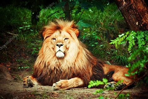Photos Lion Magnificent Lion — Stock Photo © Dariostudios 7093249