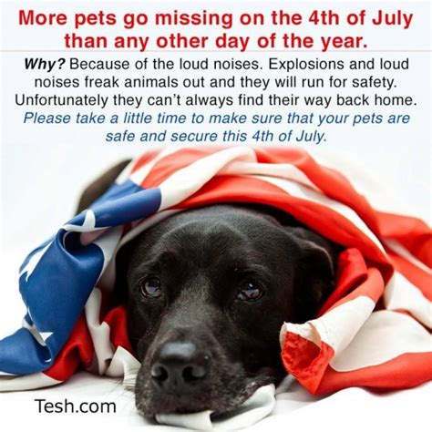 Fourth Of July And Your Pets