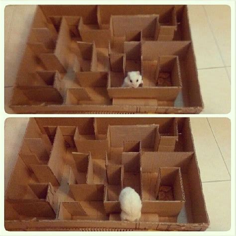 Cardboard Hamster Maze Startstrange