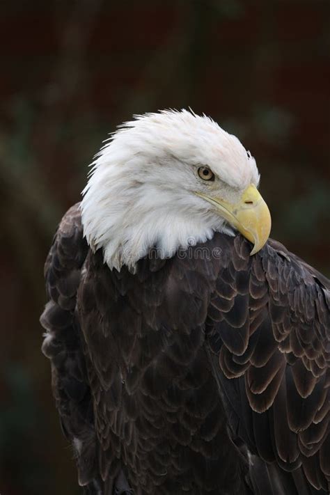 The American Bald Eagle Stock Photo Image Of Bird Head 121516748