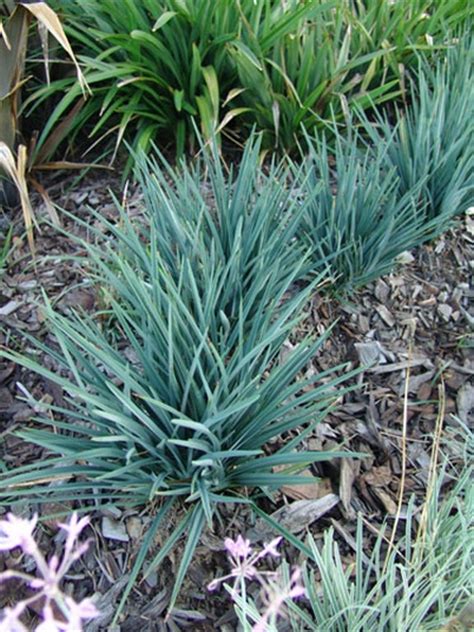 Dianella Revoluta Baby Bliss Plant By Ozbreed Selector