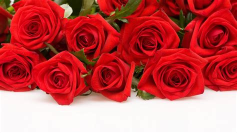 Red Rose Flower Background 42 Pictures