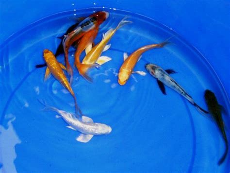 Introducing New Koi Fish To Your Pond Is An Exciting Event However
