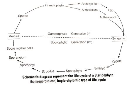 Draw Neat Labelled Diagram Haplontic And Haplodiplontic Life Cycle
