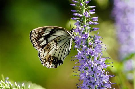 Wildflower Butterfly Mountin Free Photo On Pixabay Pixabay