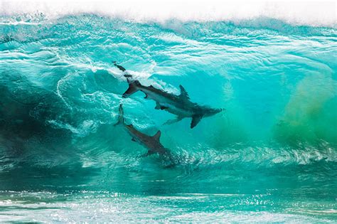 Photographer Captures Two Sharks Swimming Through A Cresting Wave