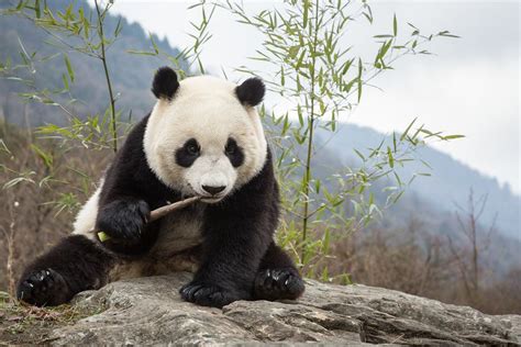 Panda Wielka Nie Jest Już Gatunkiem Zagrożonym To Sukces Na Który