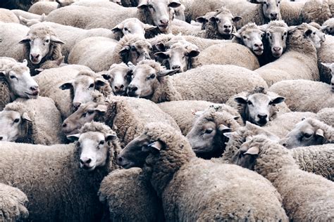 Sheep Facts Woolly Wonders Wool Duvets