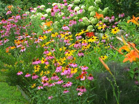 Plants that have scents that act here is a list of some european butterflies and the plants that they are attracted to. the butterfly garden