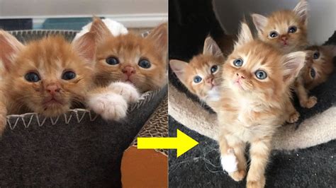 Rescue 4 Sibling Little Kittens In Bad Condition Become Super Cute And