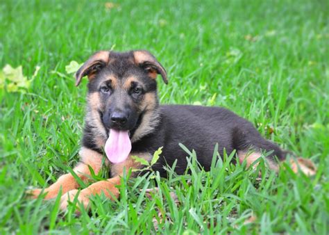 Providing german shepherd puppies to houston, dallas, austin, san antonio and surrounding areas. Heritage Hills Ranch - German Shepherd Puppies For Sale In ...