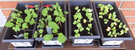 Electroculture (growing with electricity) in action