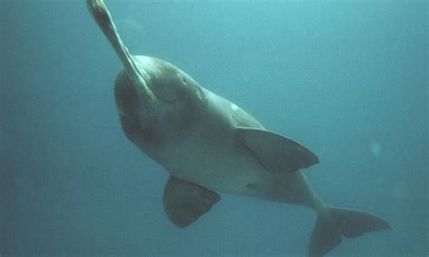 ganges river dolphin freshwater dolphin species wwf