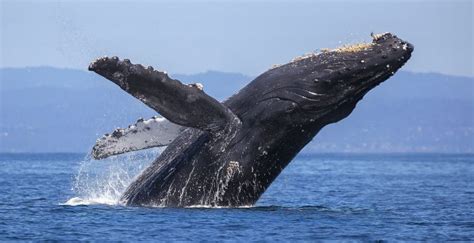 5 Best Binoculars for Whale Watching (Reviews Updated 2020) - GigOptix