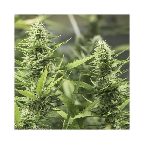High Level De Eva Seeds Semillas De Marihuana Feminizadas