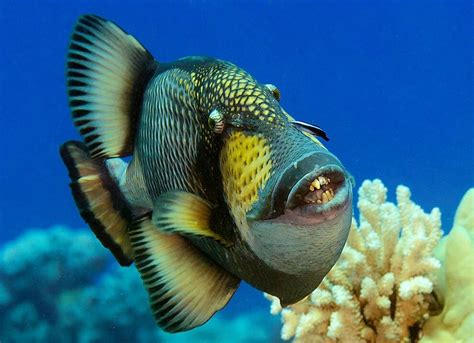 The Trigger Fish Is One Of The Coolest Fish Ever He Plays Well With