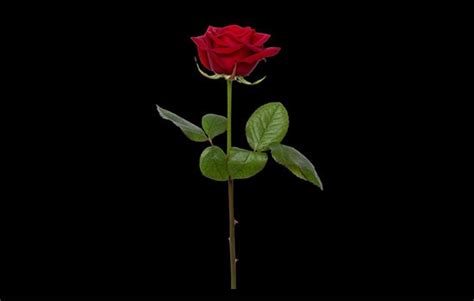 Hidden Secrets Behind Single Red Rose Meaning All Rose Color Meanings