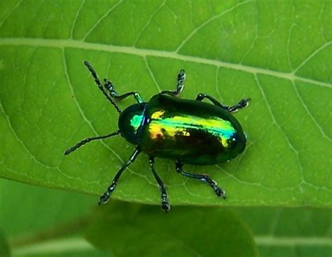 Unknown Irridescent Green Metallic Beetle Chrysochus Auratus