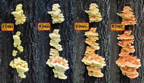 Tips For Cooking Chicken Of The Woods Mushrooms Foodrecipestory