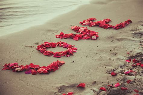 Red Rose Petals Sand Beach Love Romance Petals Sea Romantic
