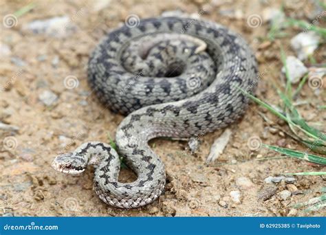 Common European Adder On The Ground Stock Image Image Of Poisonous