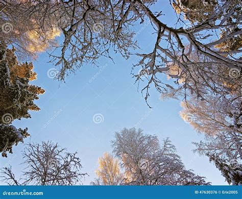 Winter Frosty Morning Sky View Through The Tree Top Stock Photo Image