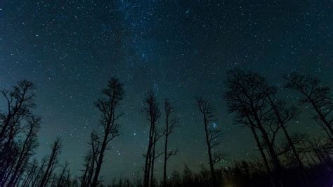 Silhouette Tree Stars Darkness Night 4k Starlight Night Sky Sky