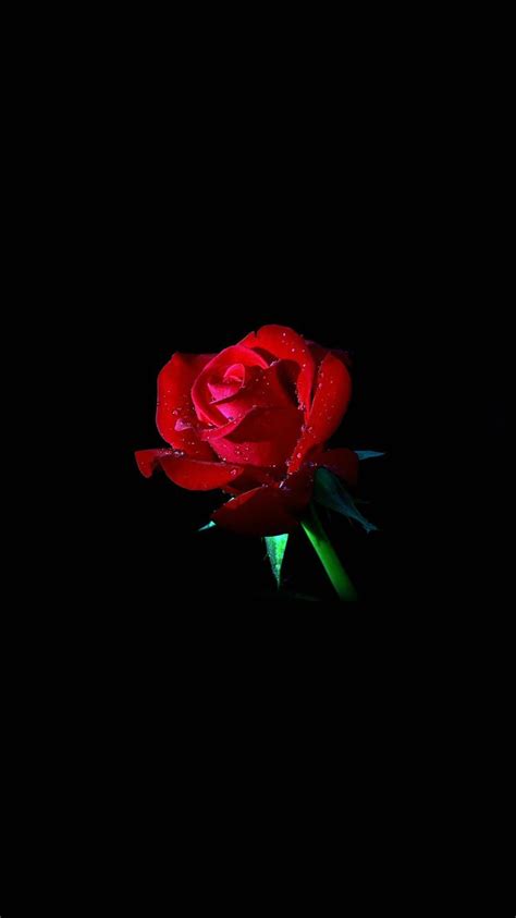 Elegant Dew Rose In Dark Iphone 8 Wallpapers Free Download