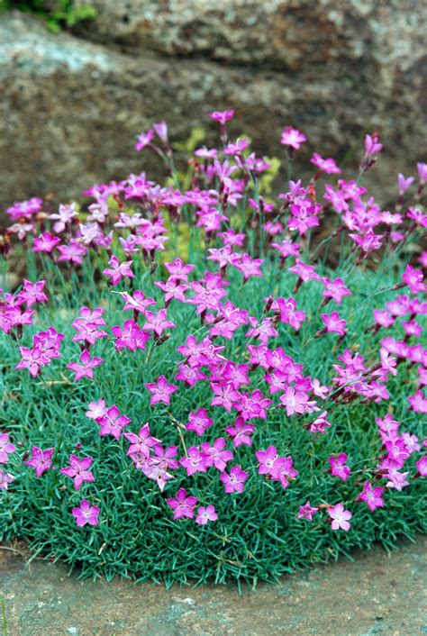 15 Drought Tolerant Groundcovers That Look Gorgeous Without Much Water