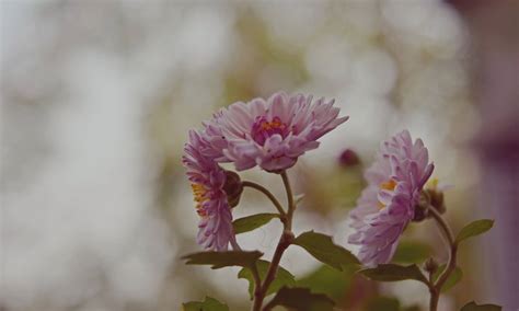 Free Images Nature Branch Blossom Blur Growth Flower Petal