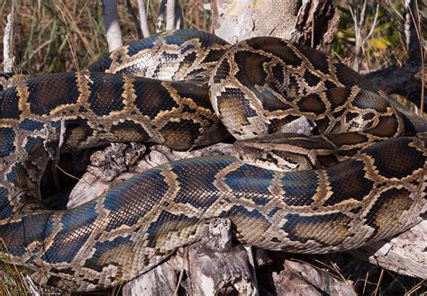 African Rock Python Florida Snake Id Guide