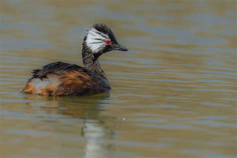 White Tufted Grebe Far South Expeditions