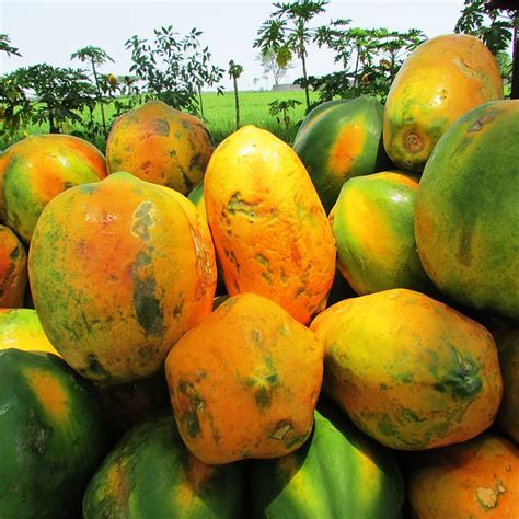 Yellow Green Papaya Fruits Daytime Papaya Fruit Ripe Tropical