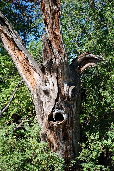 The Spooky Treekk Sweeney Photography Haunted Tree Spooky Trees