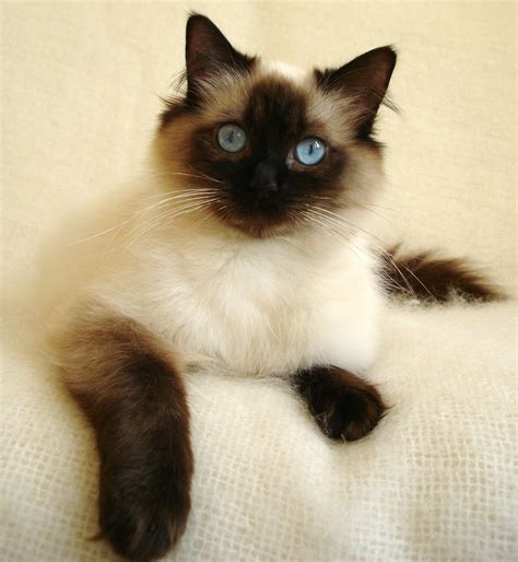 Seal Point Ragdoll Except My Kitty Has White Paws Siamese Cats