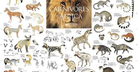 Lions, giraffe, african elephants, zebra, gazelle, nile. East African Mammals Poster | Carnivore Animal List | WildLife! | Pinterest | Animal list ...