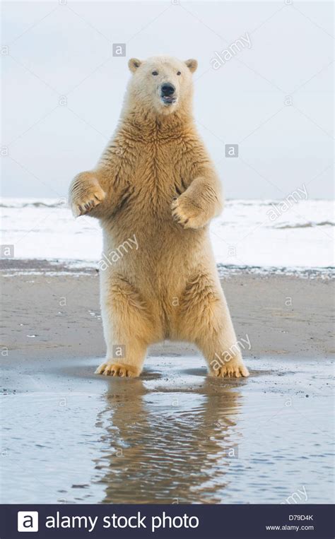 Polar Bear Hind Legs Hi Res Stock Photography And Images Alamy