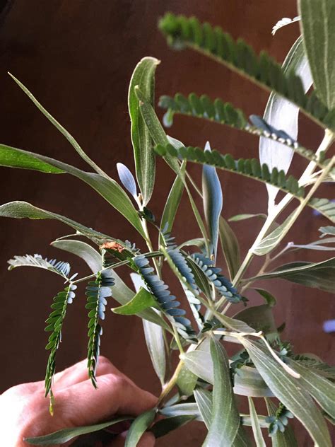 A parent plant produces an identical offset, which is usually. identification - What is this plant with two types of ...