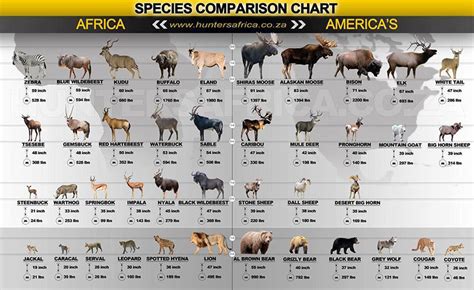The african continent is home to a diverse group of animals. African Large Mammals vs. American Large Mammals | Earthly Mission