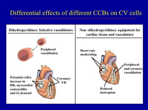On the other hand, if your doctor prescribed you a nondihydropyridine drug, then you get to choose between verapamil or diltiazem, the two most popular nondihydropyridine drugs in the market. Calcium Channel Blockers