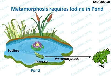 Role Of Hormones In Metamorphosis Frogs And Insects
