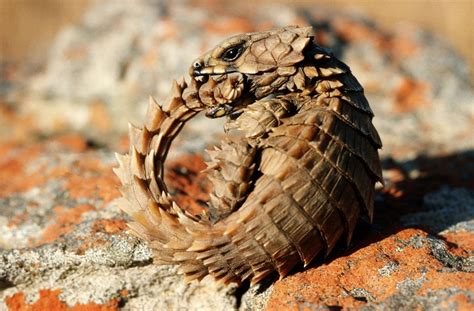An Armadillo Lizard In A Defensive Position In Namaqualand Region In
