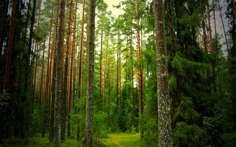 Hd Pine Forest Wallpaper Download Free 54505