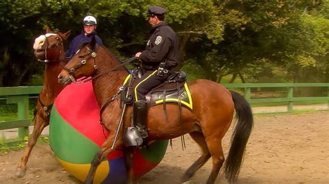 Police Horse Training Extraordinary Animals Bbc Earth Youtube